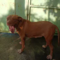 واگذاری یک جفت سگ پیت بول نروماده