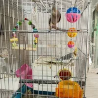 عروس هلندی بالغ به همراه ۲ جوجه