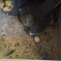 عروس هلندی به دلیل کمبود جا