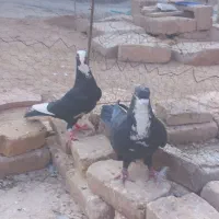 فروش۴عددکفتر