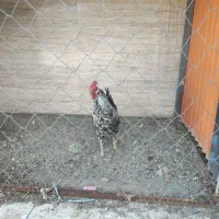 خروس گلین