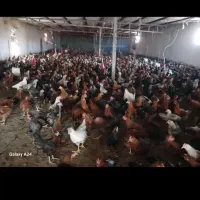 نیمچه مرغ تخم گذار