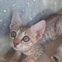 واگذاری بچه گربه (ماده)