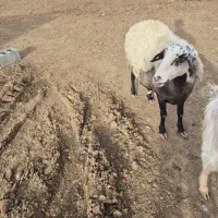 کارگر ساده جهت دامداری و باغ