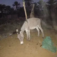 خر نر|حیوانات مزرعه|جیرفت, |دیوار