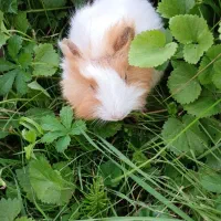 خوکچه های رنگا رنگ|موش و خرگوش|کوچصفهان, |دیوار