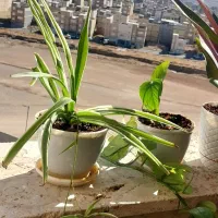 گل خانگی طبیعی