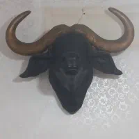 کله گاو زیبا برای نمای اتاق مغازه