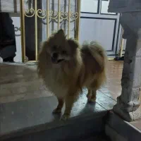 سگ پامر نر|سگ|بندر انزلی, معلم|دیوار