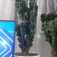 تعدادی گل وگیاه اپارتمانی