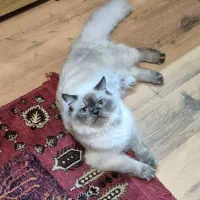 گربه بالغ نر عقیم شده