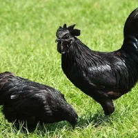 مرغ سیاه و خروس جهت خون و ذبح و قربان