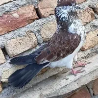 چند عدد کبوتر تهرانی