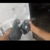کفتر پلنگ