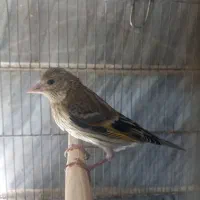 جوجه سهره قناری