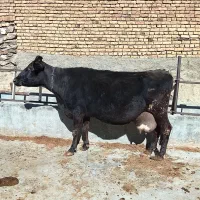 گاو ابستن|حیوانات مزرعه|گلپایگان, |دیوار