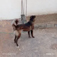 سگ نگهبان|سگ|شوشتر, |دیوار