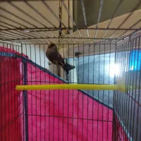 فروش سهره نر