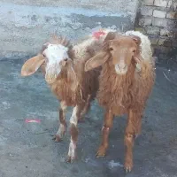 بره