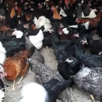 مرغ محلی نیمچه|حیوانات مزرعه|اسکو, |دیوار