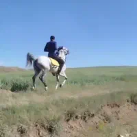 اسب کرد|اسب و تجهیزات اسبسواری|تیکمه داش, |دیوار