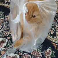 گربه بیرتیش پرشین|گربه|مرند, |دیوار