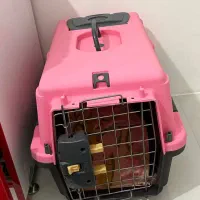 شیتزو|سگ|ابهر, |دیوار