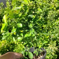 شمشاد|گل و گیاه طبیعی|شیراز, شهرک امیر کبیر|دیوار