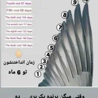 کفتر مسافتی پلاکی گرفتنی مسابقه