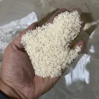 برنج هاشمی سورتینگ زده