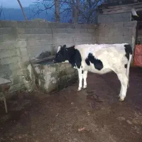 دو عدد گوساله هلشتاین