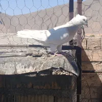 کبوتر دم سفید