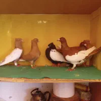 سرونج ودمسفید