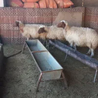 سه عدت میش داشتی دوتا شک یک میش سه شکم|حیوانات مزرعه|آبدانان, |دیوار