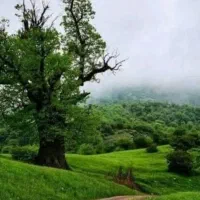 سر سبزی برای زمین های بیابانی در زمان کم