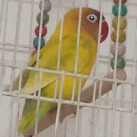 کوتوله نر مست رنگ خاص