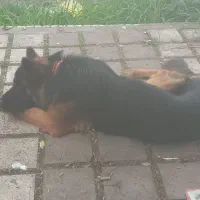 سگ فروشی|سگ|رشت, پارک شهر|دیوار