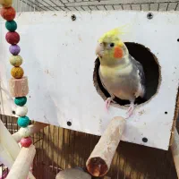 عروس هلندی جفت|پرنده|رودسر, |دیوار