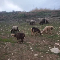 میش بره دار  (سپیدان)