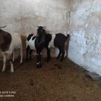 فروش بیگ|حیوانات مزرعه|شوش, |دیوار