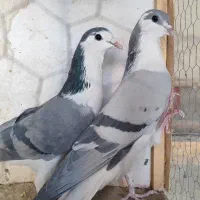 دمگیر|پرنده|خمینی‌شهر, |دیوار