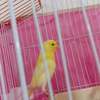 قناری رسمی . بلند|پرنده|ساری, |دیوار