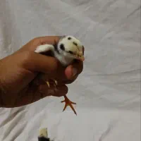 جوجه برهما آمروک لاری