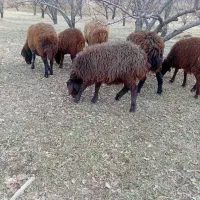 بره نره هترو ۳ راس