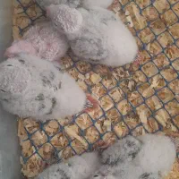 جوجه گرینچیک سرلاکی