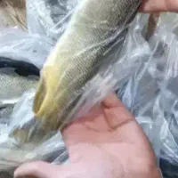 تازه وخوشمزه