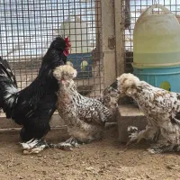 مرغ و خروس سلطان