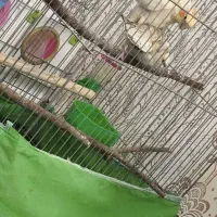 تخم نطفه دار عروس هلندی