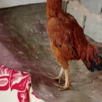 خروس لاری اصیل|حیوانات مزرعه|لیلان, |دیوار