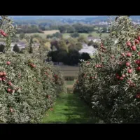 هرس ،احداث ومرتب سازی باغ ویلا|خدمات باغبانی و درختکاری|ارومیه, |دیوار